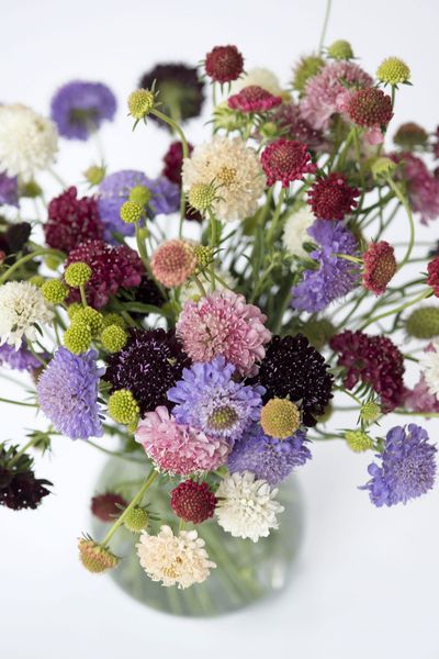 Hovedbilde Scabiosa atropurpurea Formula Mix. Bakkeknapp ...