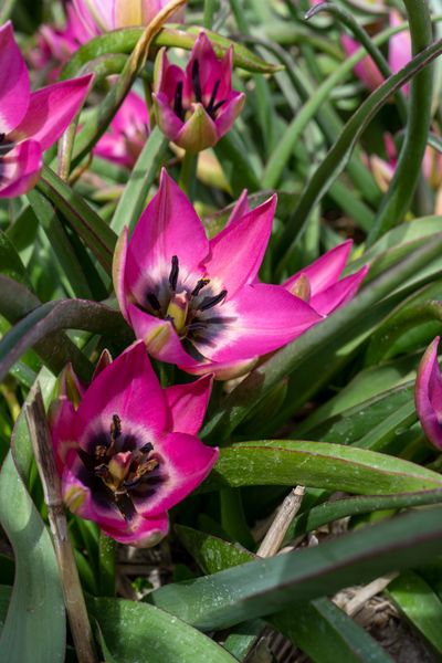 Hovedbilde Tulipan Norah - 10 løk