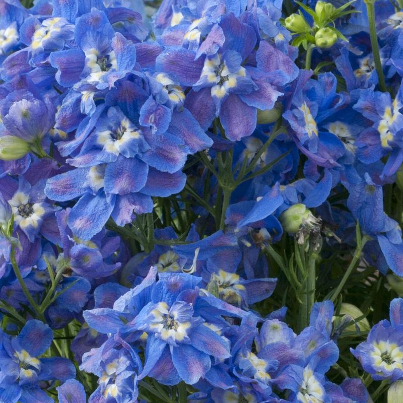 Delphinium grandiflorum Summer Cloud - Frø - Ridderspore 