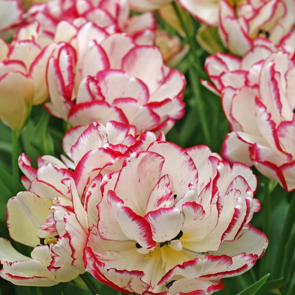 Hovedbilde Tulipan Wild Desire - 5 løk