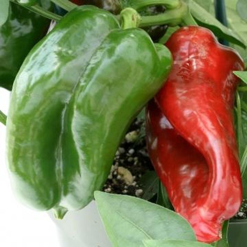 Paprika Redskin F1 -Frø-