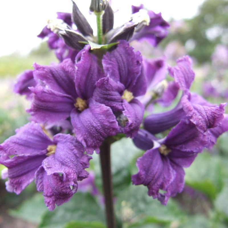 Clematis China Purple. Klematis - 1 rot