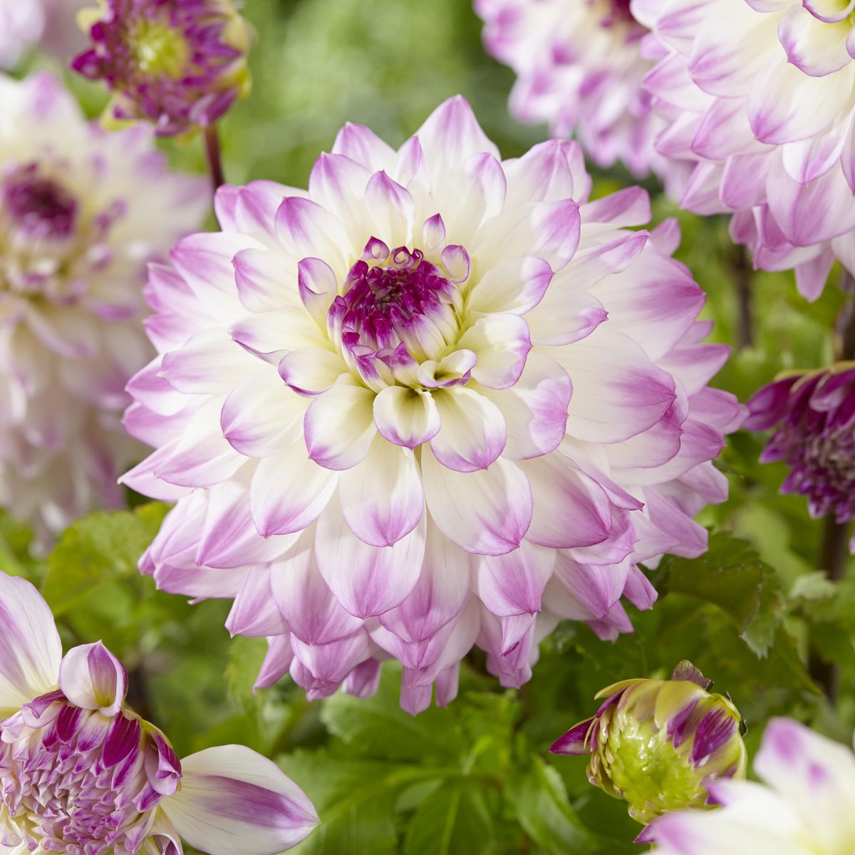 Dahlia Hapet Blue Eyes - 1 knoll