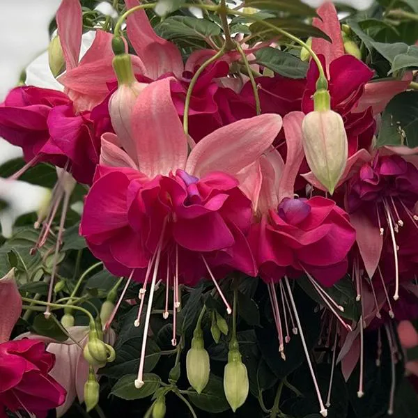 Hovedbilde Fuksia Bella Rosella. 1 plante i 9 cm potte.