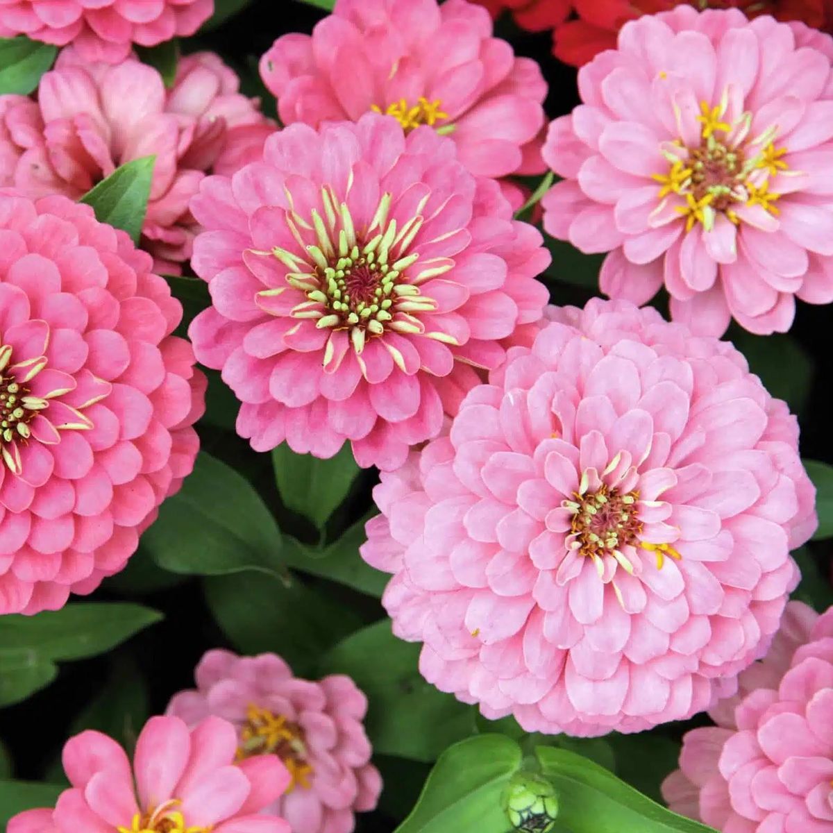 Zinnia elegans Oklahoma Pink -Frø-