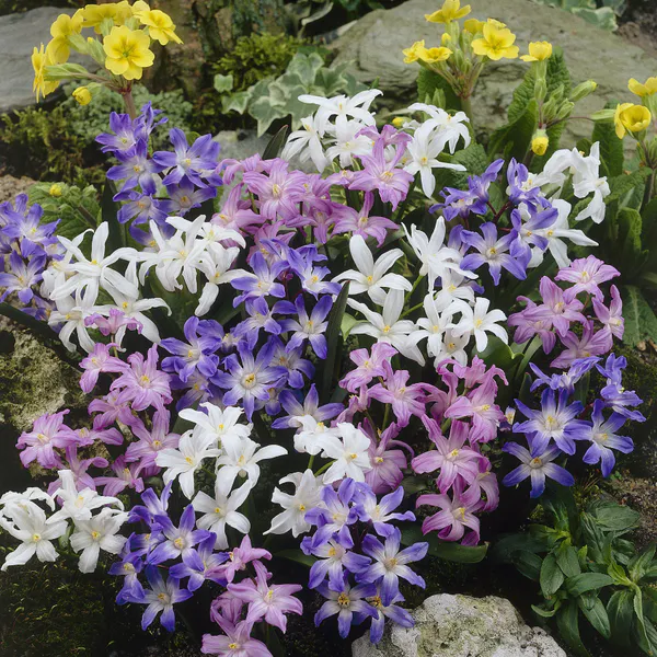 Hovedbilde Chionodoxa Mix. Snøstjerne - 10 løk
