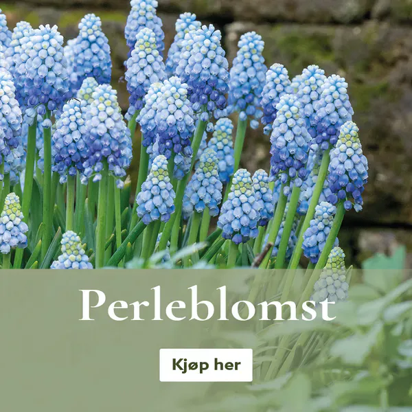 Perleblomst / Muscari - kjøp på nett