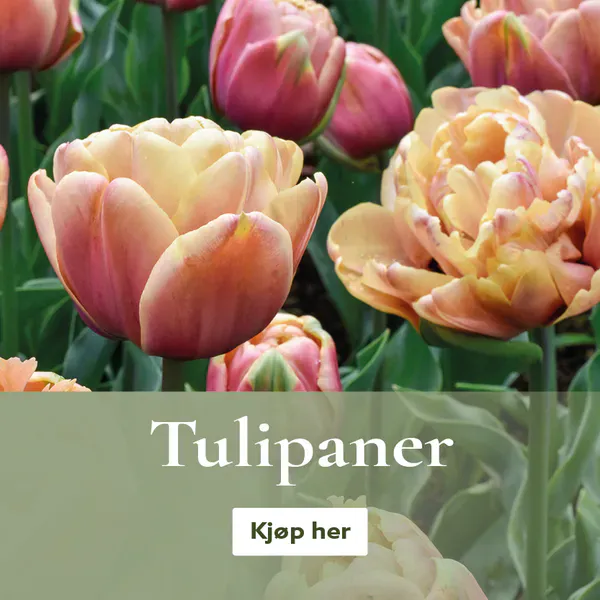 Kjøp tulipaner på nett - unikt utvalg høstløk