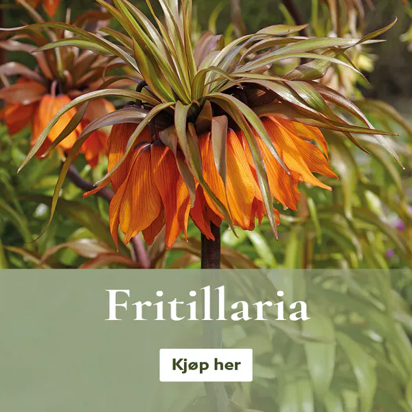 Fritillaria - unikt utvalg blomsterløk