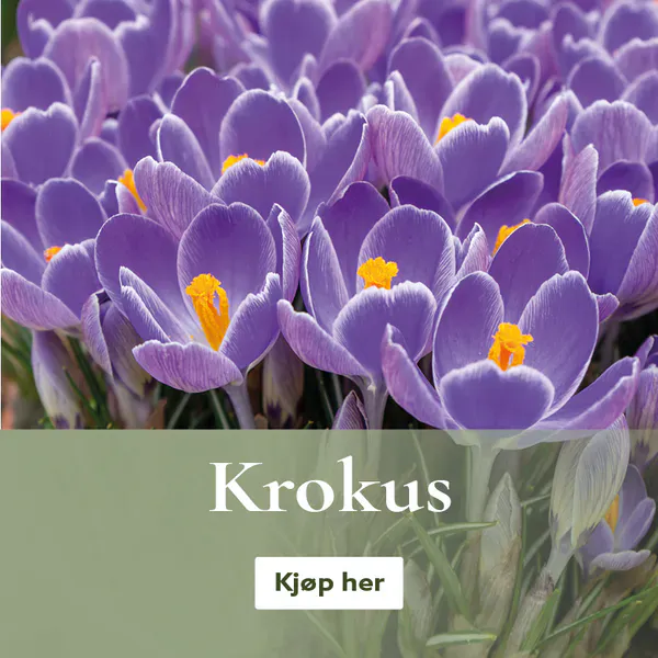 Vårblomstrende krokus - bestill på nett