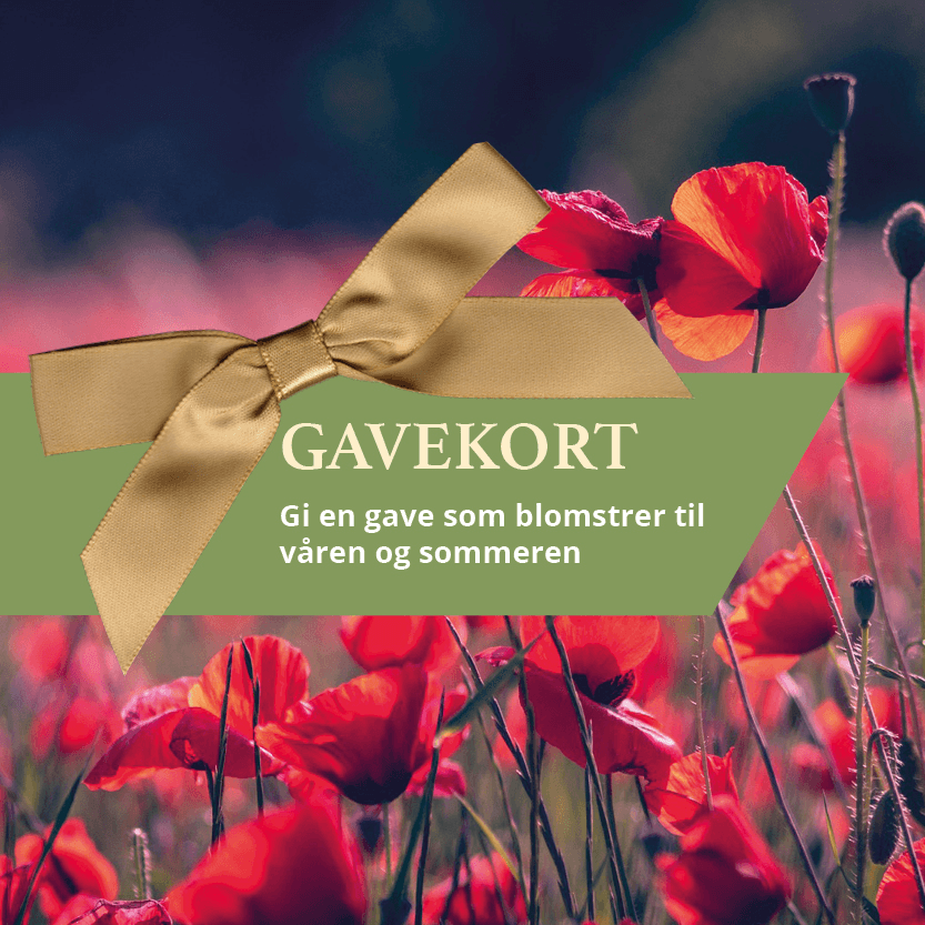 Gavekort: gi en gave som blomstrer til våren og sommeren