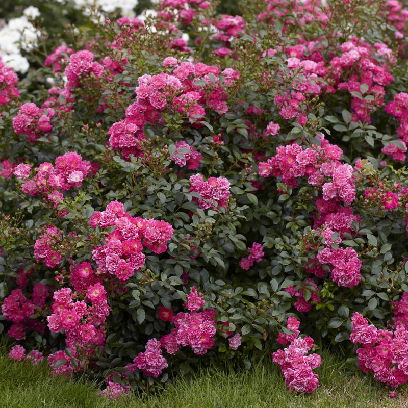 Rose Lovely Fairy. Buskrose