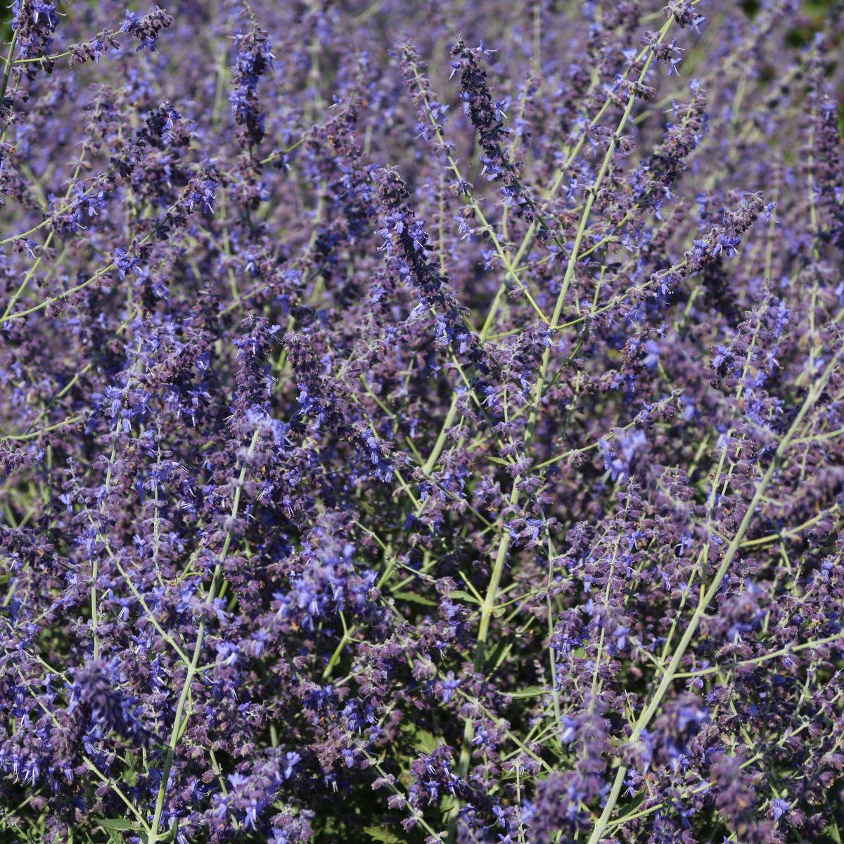 Perovskia atriplicifolia Crazy Blue. Blåbusk. 1 rot