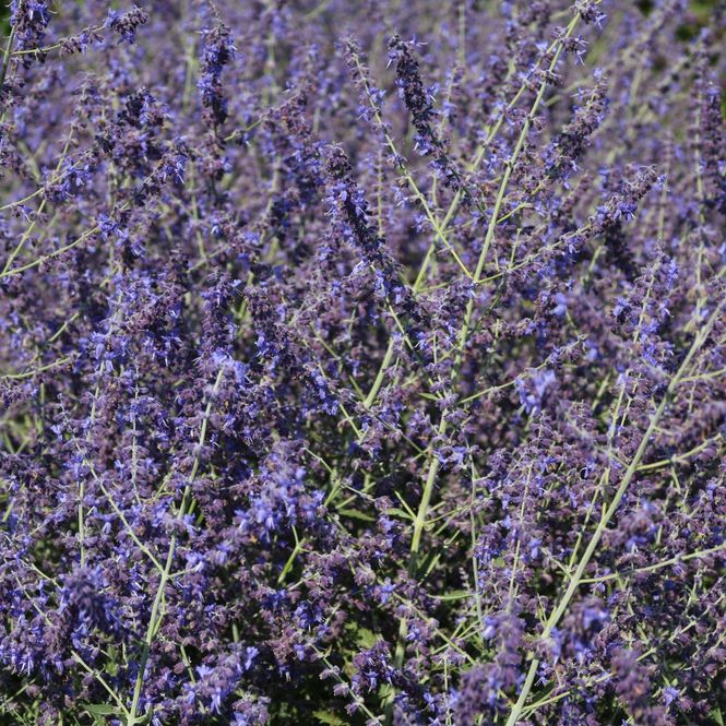 Hovedbilde Perovskia atriplicifolia Crazy Blue. Blåbusk - 1 ...