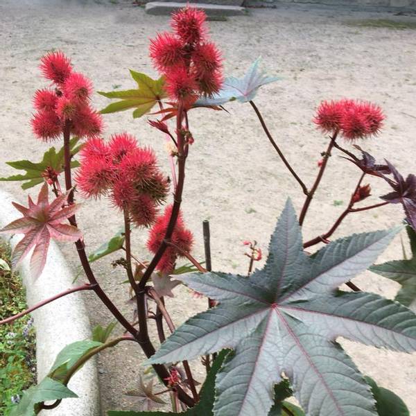 Bilde av Ricinus communus Carmencita Bright Red -Frø-