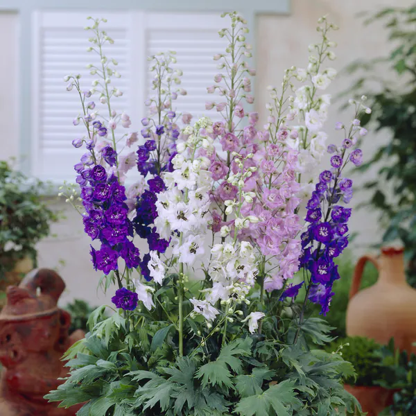 Hovedbilde Delphinium Magic Fountains Mix. Ridderspore - Frø ...