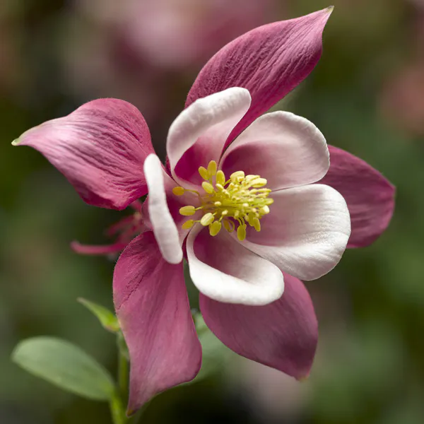 Hovedbilde Aquilegia caerulea Kirigami Rose & Pink. Akeleie ...