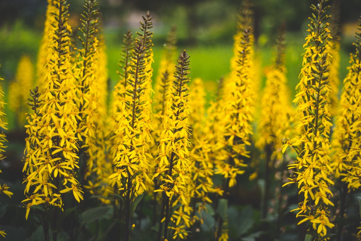 Ligularia stenocephala The Rocket. Søylenøkketunge - 1 rot 