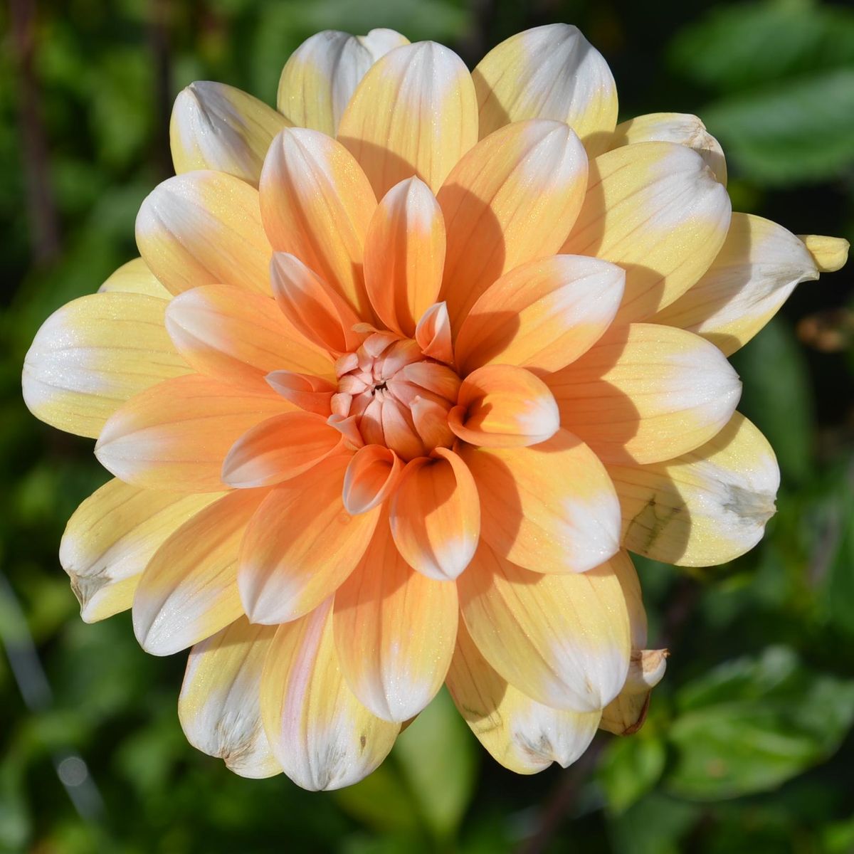 Dahlia Orange Perception - 1 knoll