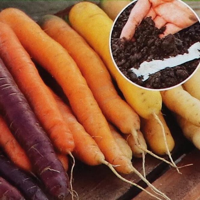 Hovedbilde Gulrot Rainbow F1-Frøbånd-
