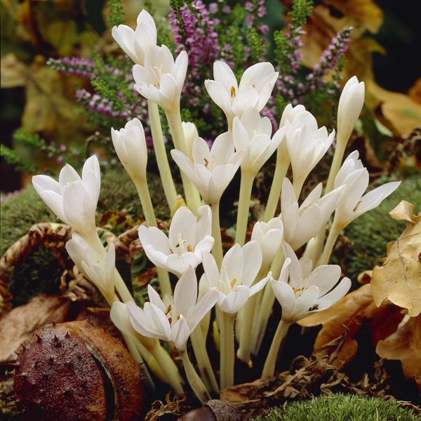 Hovedbilde Colchicum autumnale Album. Tidløs - 1 løk