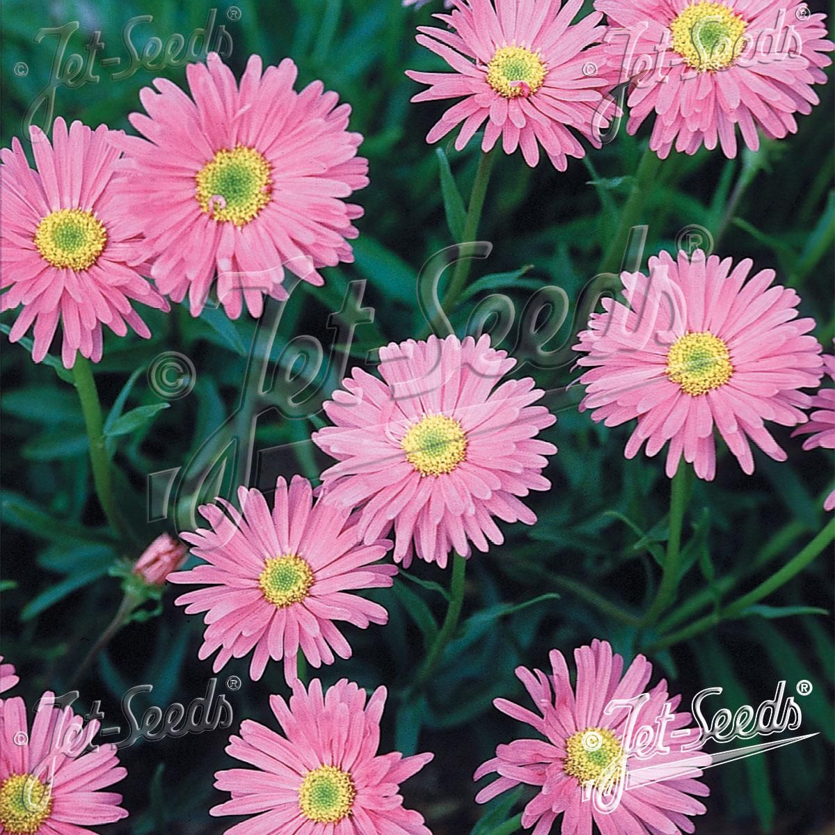 Aster  alpinus Pinkie - Frø -