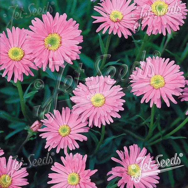 Hovedbilde Aster  alpinus Pinkie - Frø -