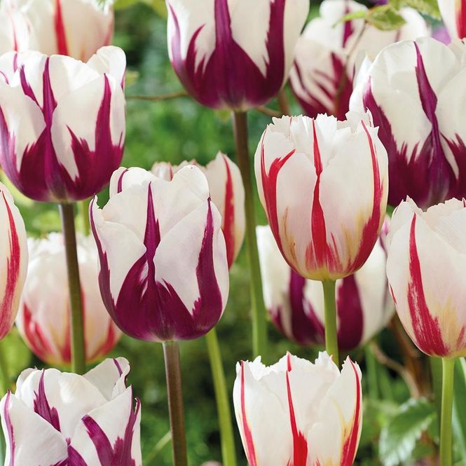 Hovedbilde Aurora Fire  Triumph-tulipaner i blanding - 10 ...