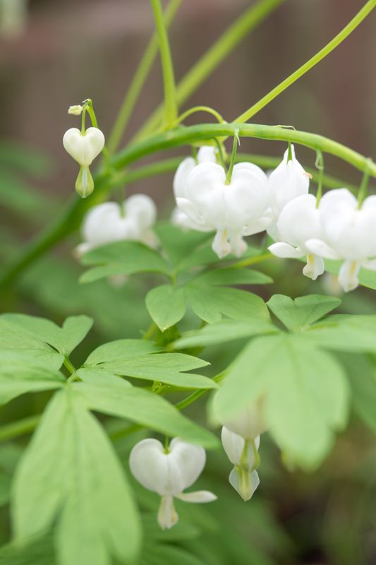 Dicentra spectabillis Alba. Løytnantshjerte, hvit - 1 rot