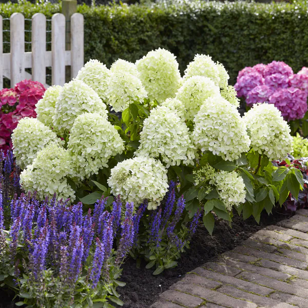 Hovedbilde Hydrangea paniculata Little Spooky. ...