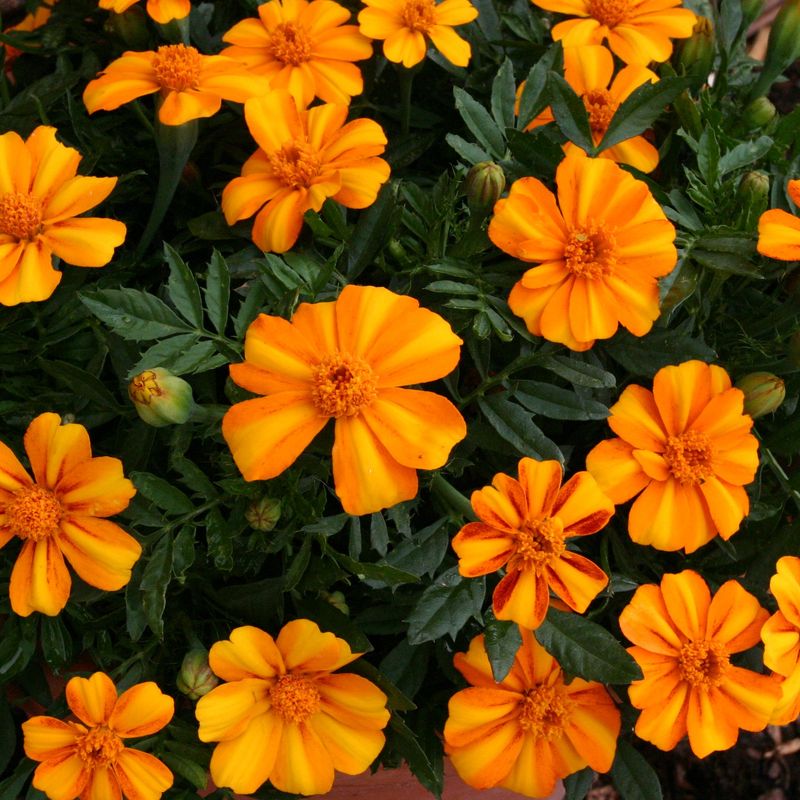 Tagetes patula Bambino -Frø-