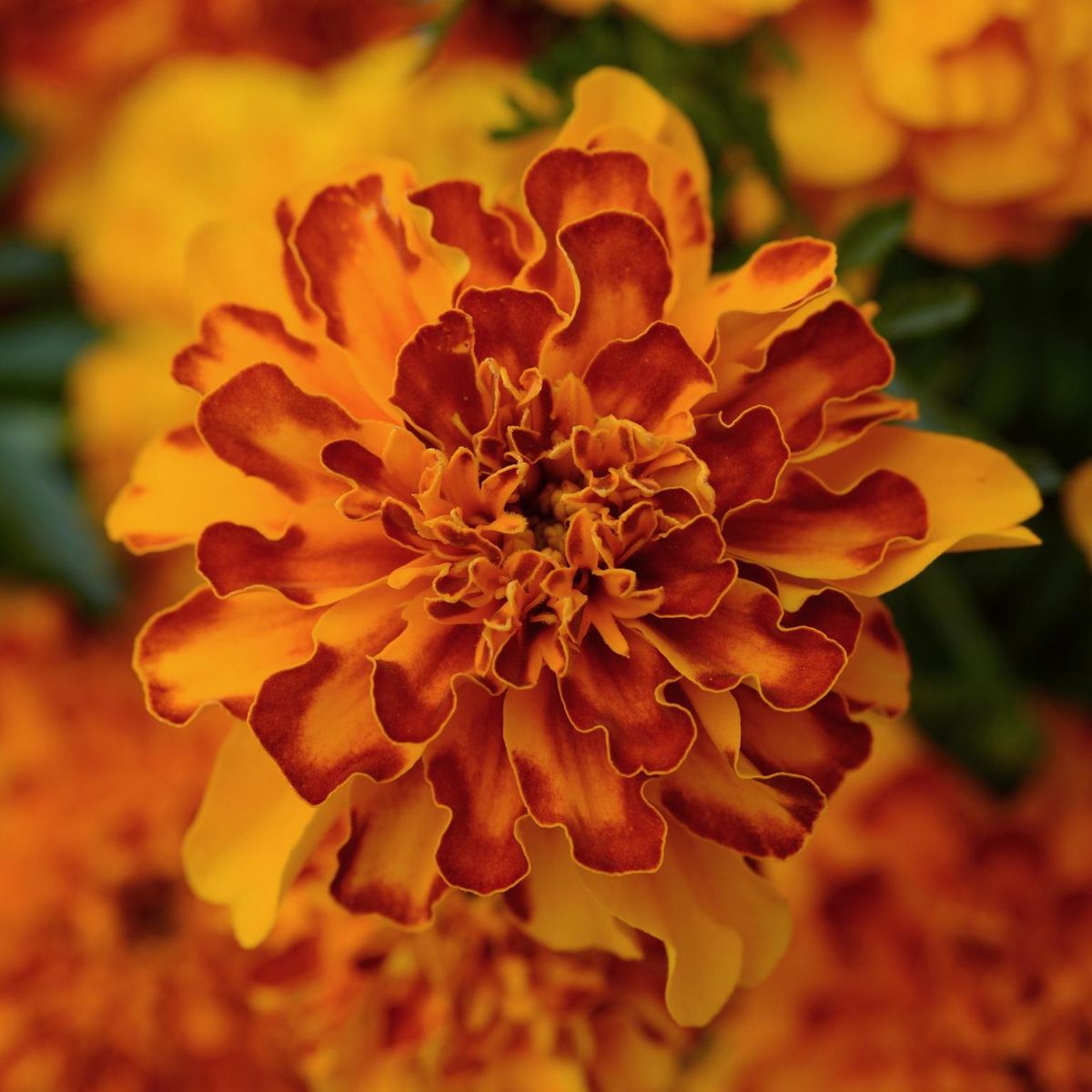 Tagetes patula Bonanza Bolero. Fløyelsblomst -Frø-
