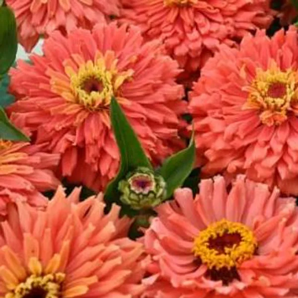 Hovedbilde Zinnia elegans Senora -Frø-