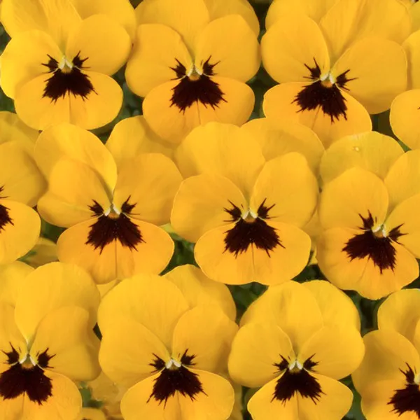 Hovedbilde Viola Power Yellow Blotch -Frø- Stemor