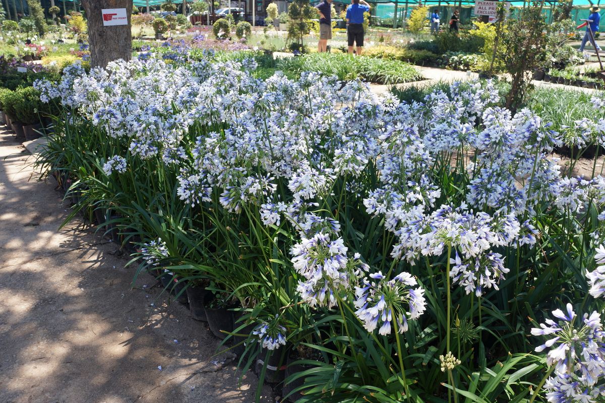 Agapanthus Twister. Afrikansk lilje - 1 rot