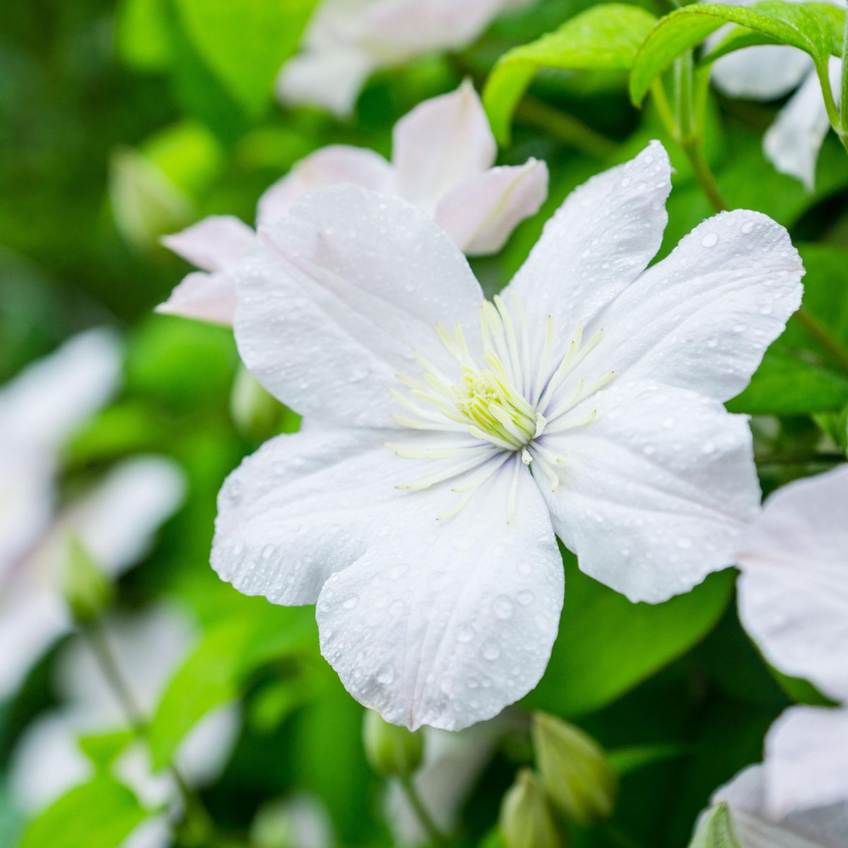 Clematis Madame Le Coultre. Klematis  1 rot