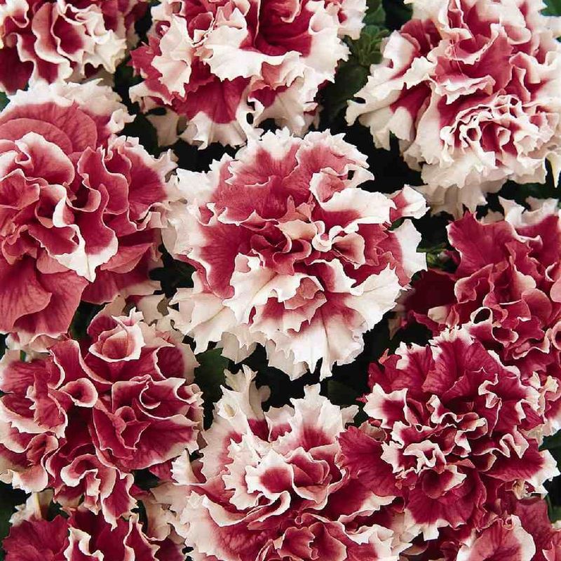 Petunia grandiflora Double Red Pirouette - Frø -
