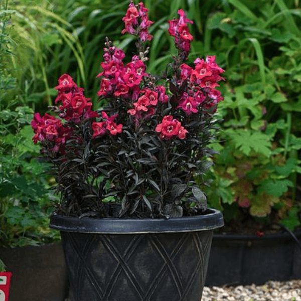Hovedbilde Antirrhinum Mini Cherry Cola. Løvemunn -Frø-
