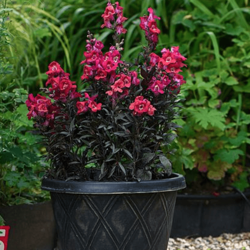 Antirrhinum Mini Cherry Cola. Løvemunn -Frø-