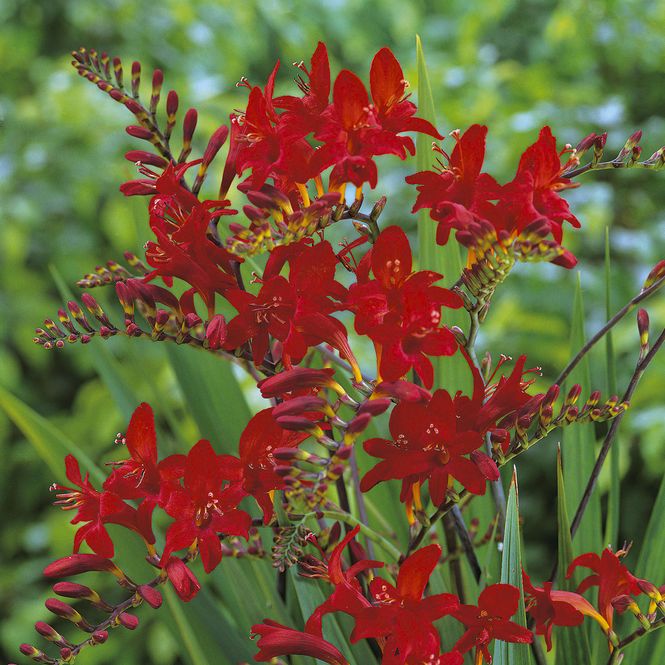 Hovedbilde Montbretia Lucifer - 8 løk
