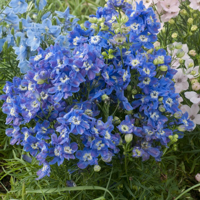 Delphinium grandiflorum Summer Cloud - Frø - Ridderspore 