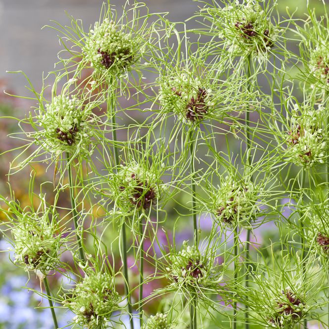 Hovedbilde Allium Hair  10 løk