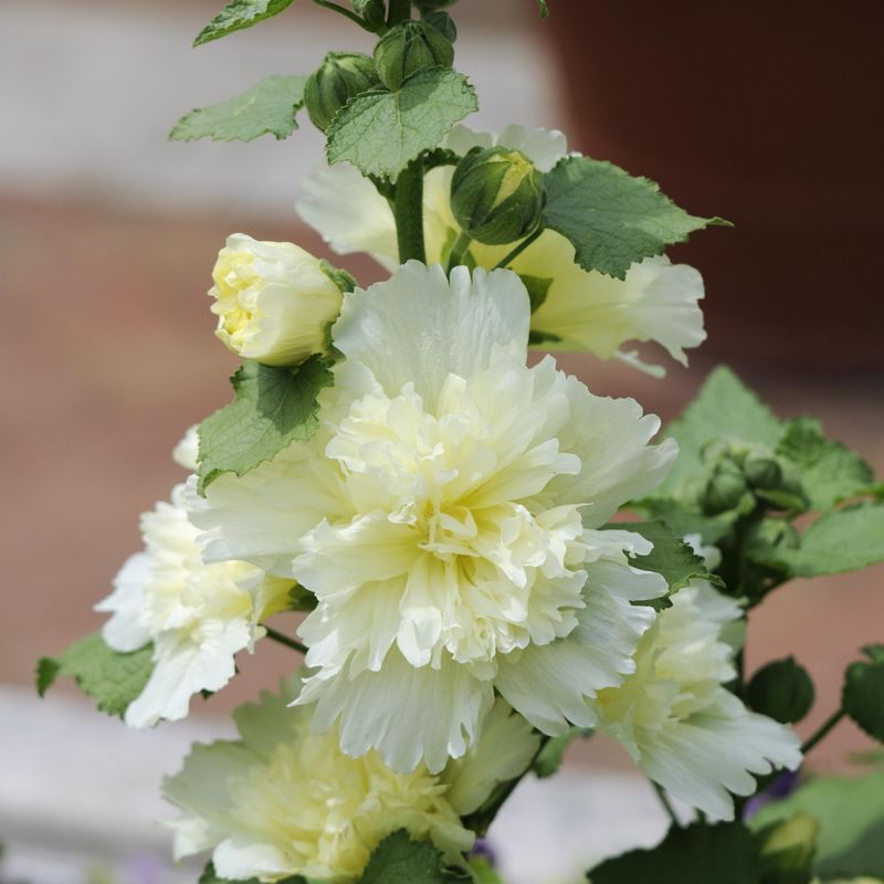 Alcea Spring Celebrities Lemon. Stokkrose  1 plante i 9 cm potte