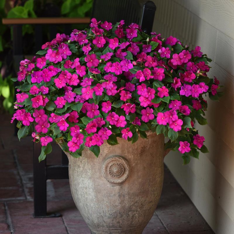 Impatiens walleriana Beacon Violet Shades -Frø- Flittiglise