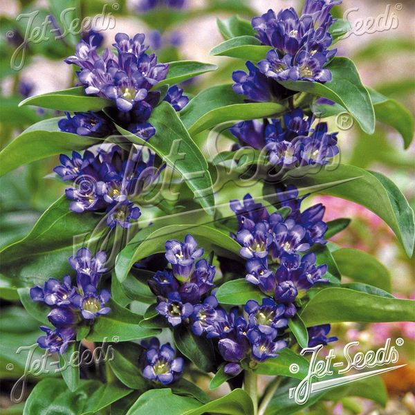 Hovedbilde Gentiana cruciata Blue Cross. Korssøte - Frø -