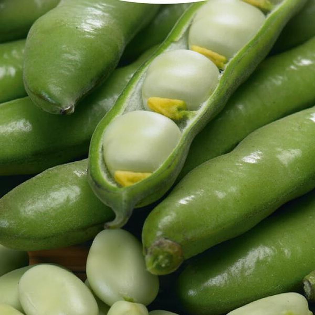 Bondebønne Threefold White -Frø-