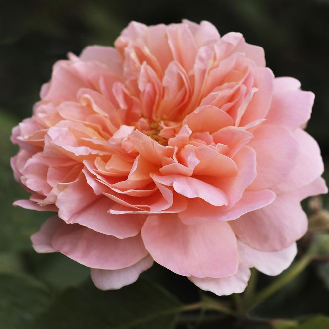Hovedbilde Rose Chippendale. Klaserose