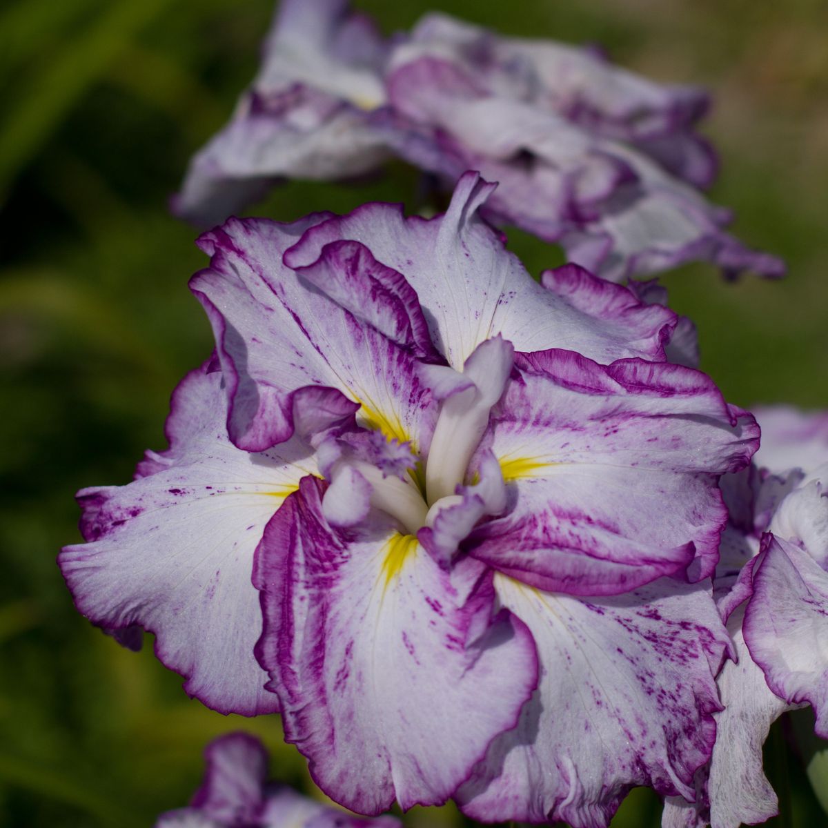 Iris ensata Harlequinesque. Japaniris  1 rot