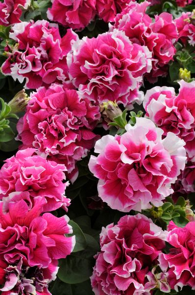 Hovedbilde Petunia grandiflora Double Pirouette Rose-Frø-