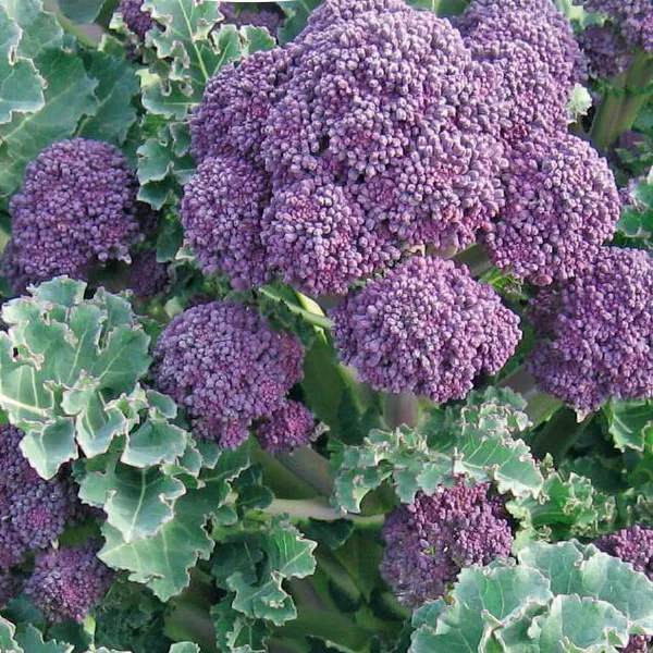 Hovedbilde Brokkoli Summer Purple -Frø-